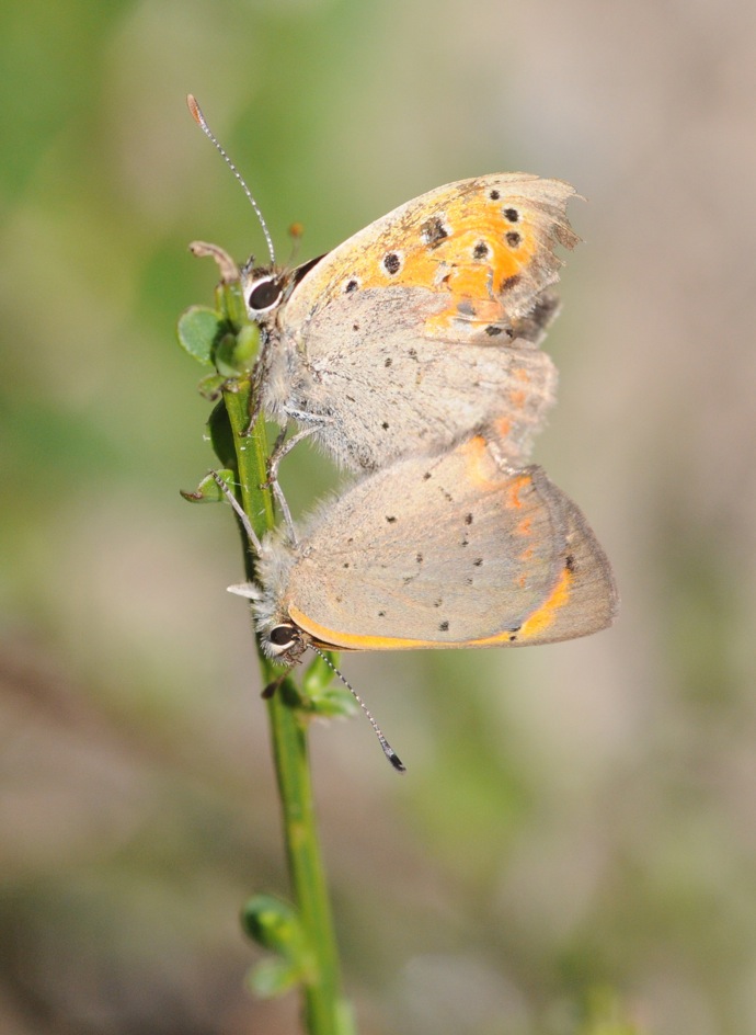 Farfalline in accoppiamento - Lycaena phlaeas